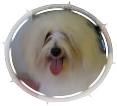 Luci
