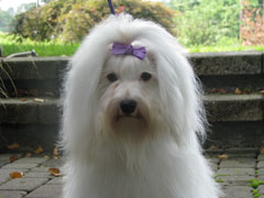 Miss Meli